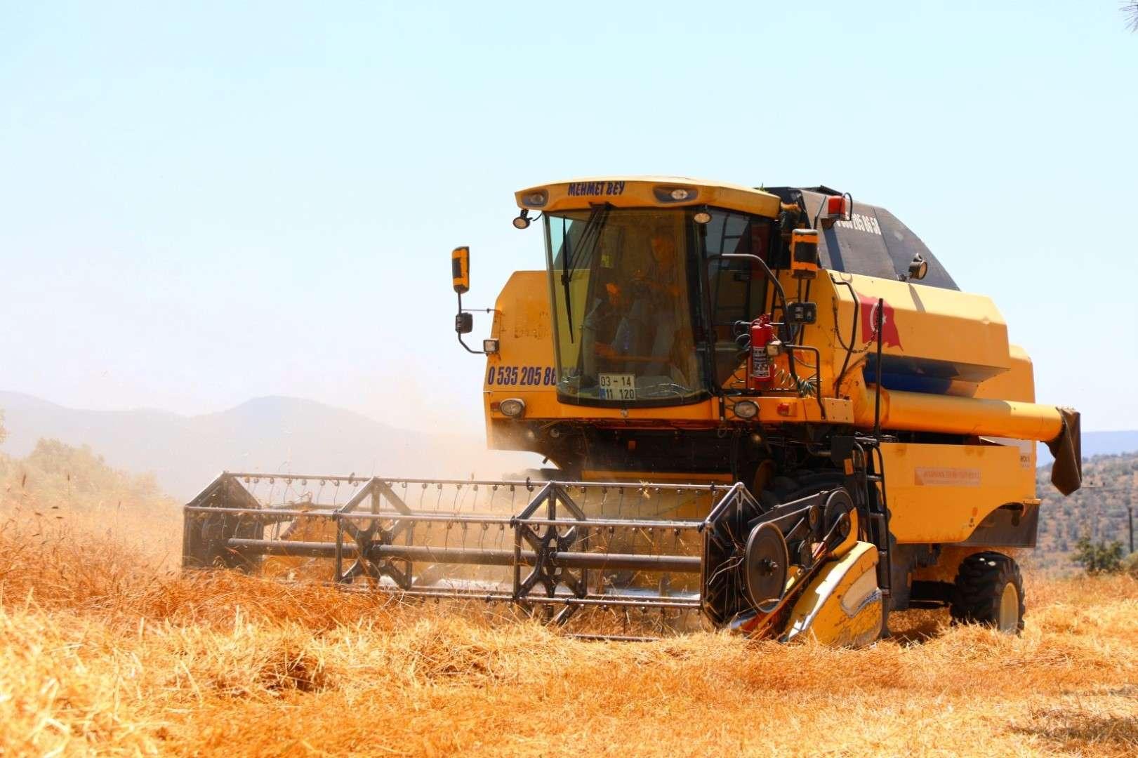 BODRUM MUNICIPALITY HARVESTS 3.5 TONS OF HERITAGE WHEAT
