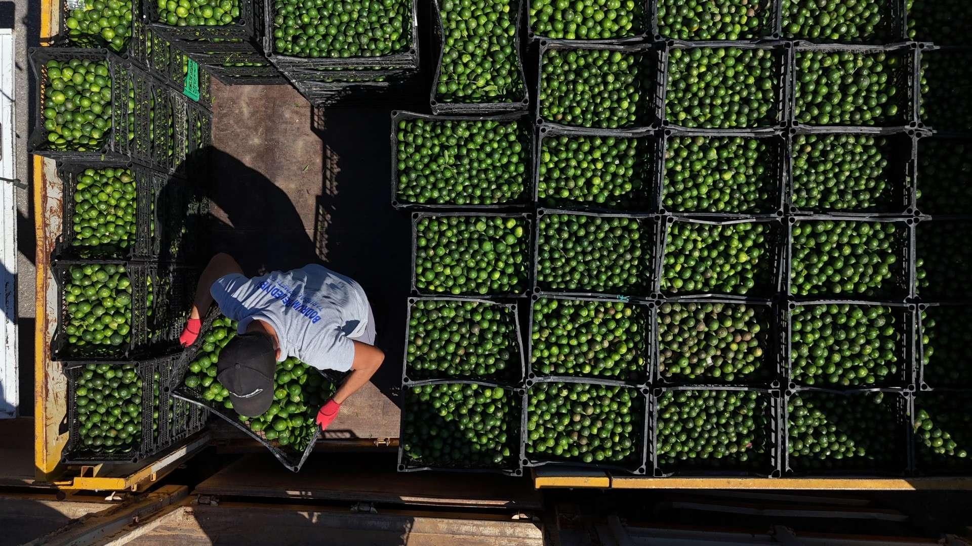 GREEN BODRUM MANDARINS REACH EVERY CORNER OF TÜRKİYE
