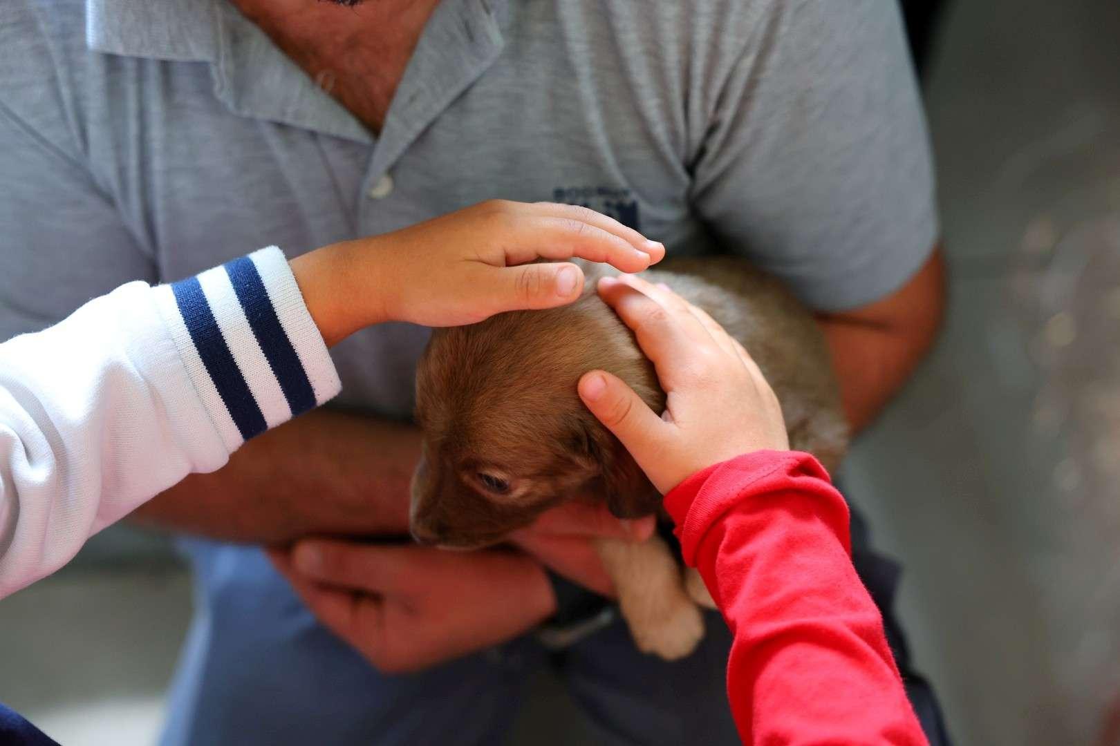 FROM RESCUE TO REHOMING: BODRUM MUNICIPALITY EXPANDS ANIMAL CARE NETWORK