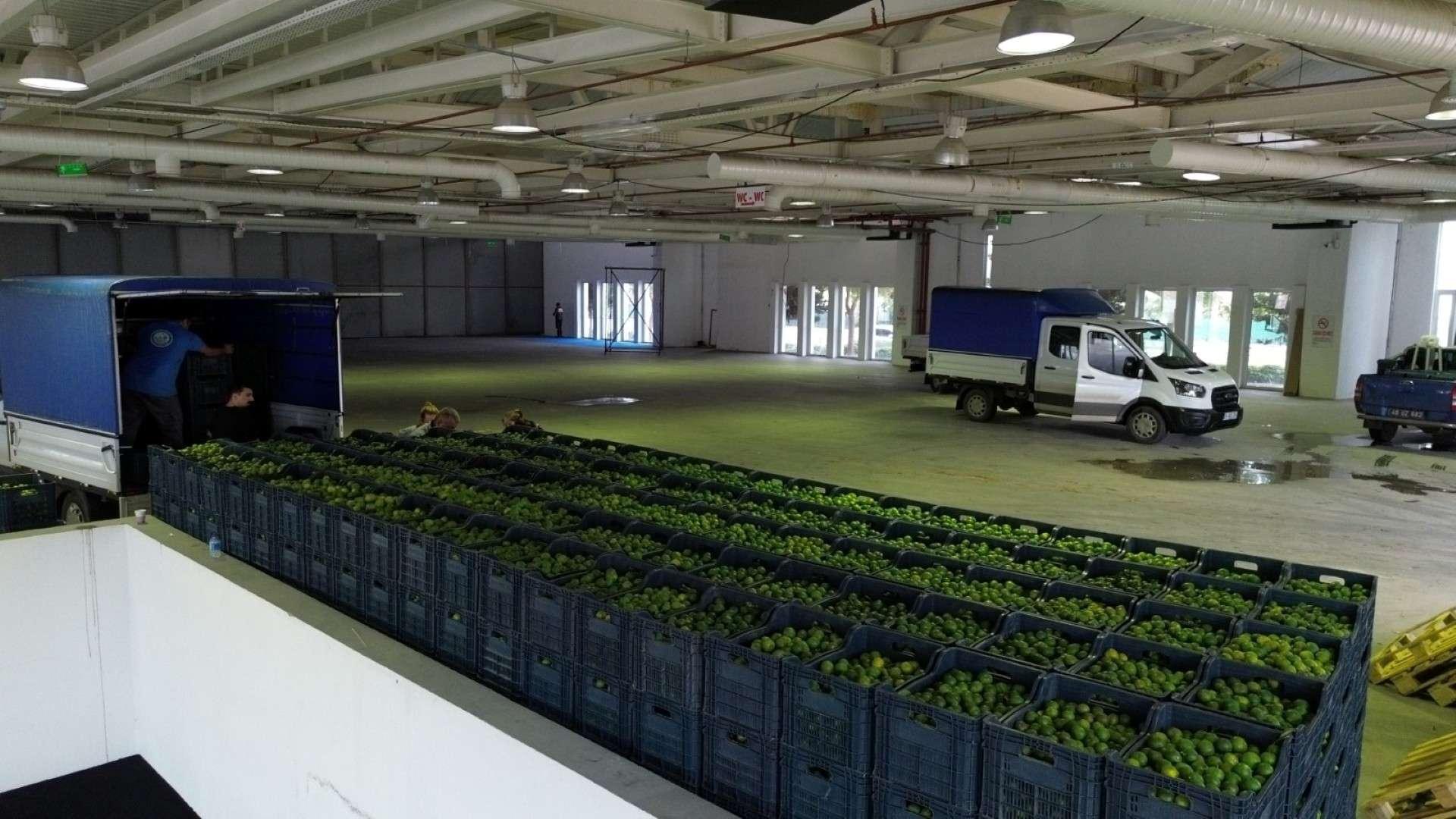 55 TONS OF GREEN BODRUM MANDARINS HARVESTED İN RECORD-BREAKING ORDER