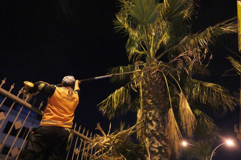 BELEDİYEDEN AĞAÇ BUDAMA ÇALIŞMASI