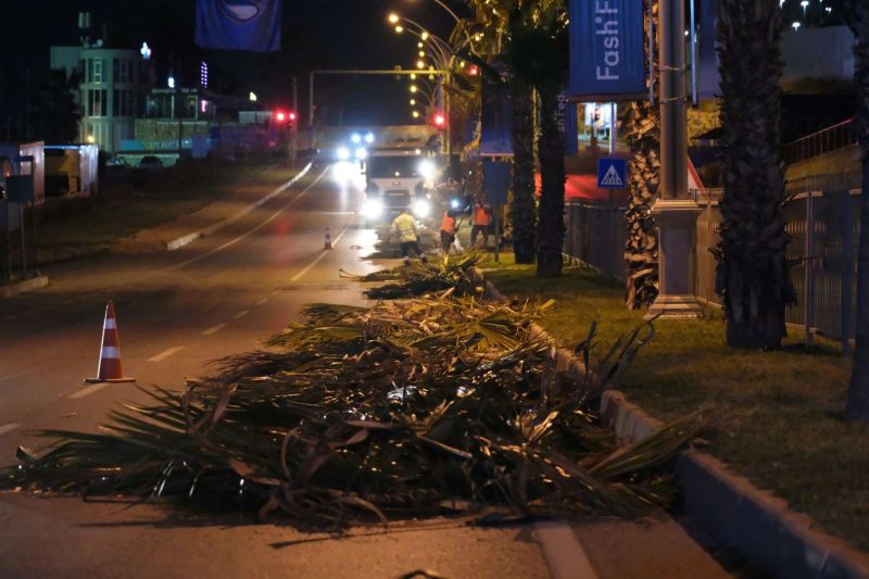 BELEDİYEDEN AĞAÇ BUDAMA ÇALIŞMASI
