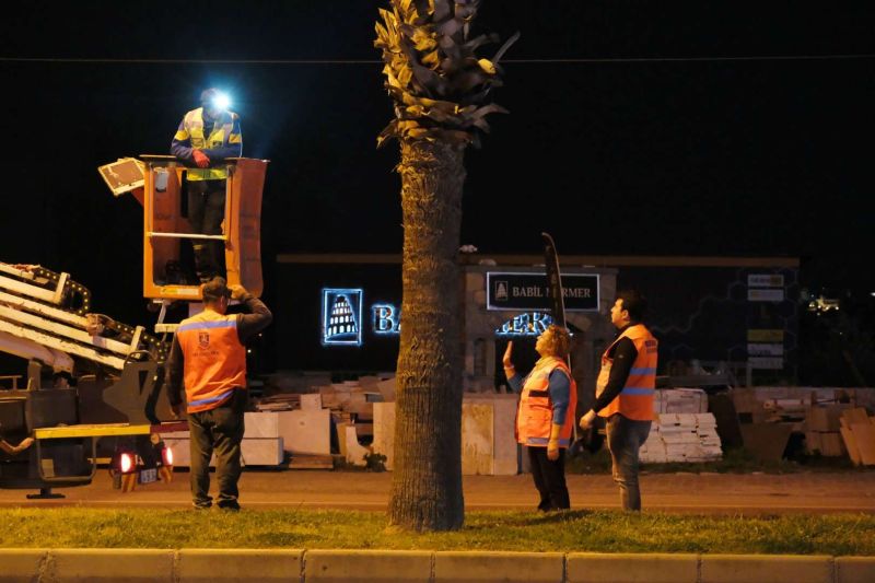 BELEDİYEDEN AĞAÇ BUDAMA ÇALIŞMASI