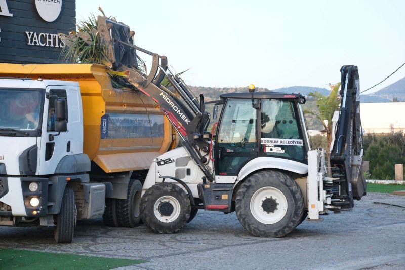 BELEDİYEDEN AĞAÇ BUDAMA ÇALIŞMASI