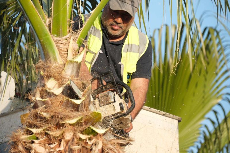 BELEDİYEDEN AĞAÇ BUDAMA ÇALIŞMASI