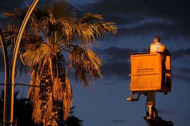 BELEDİYEDEN AĞAÇ BUDAMA ÇALIŞMASI