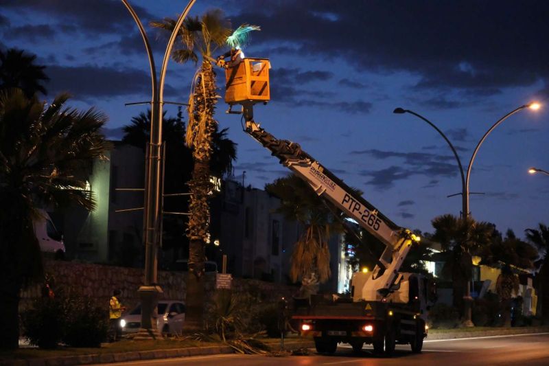 BELEDİYEDEN AĞAÇ BUDAMA ÇALIŞMASI