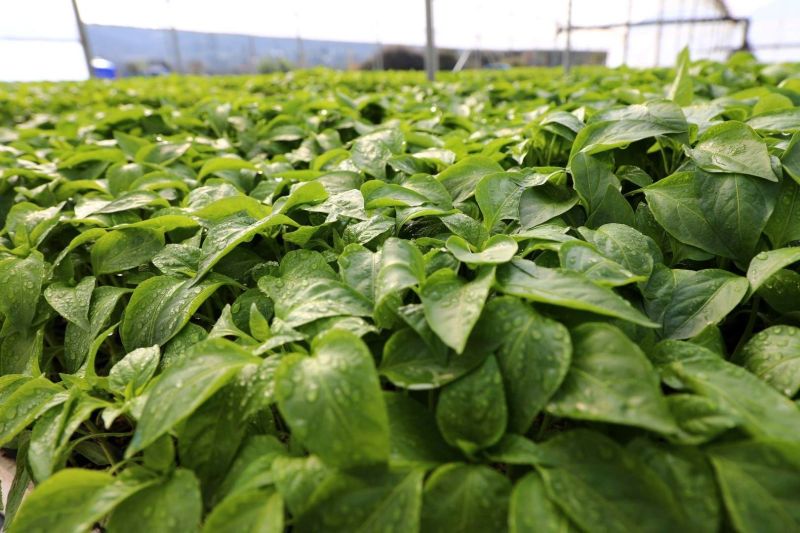 GROWING TOGETHER: BODRUM STRENGTHENS FARMERS WITH FREE PLANTS