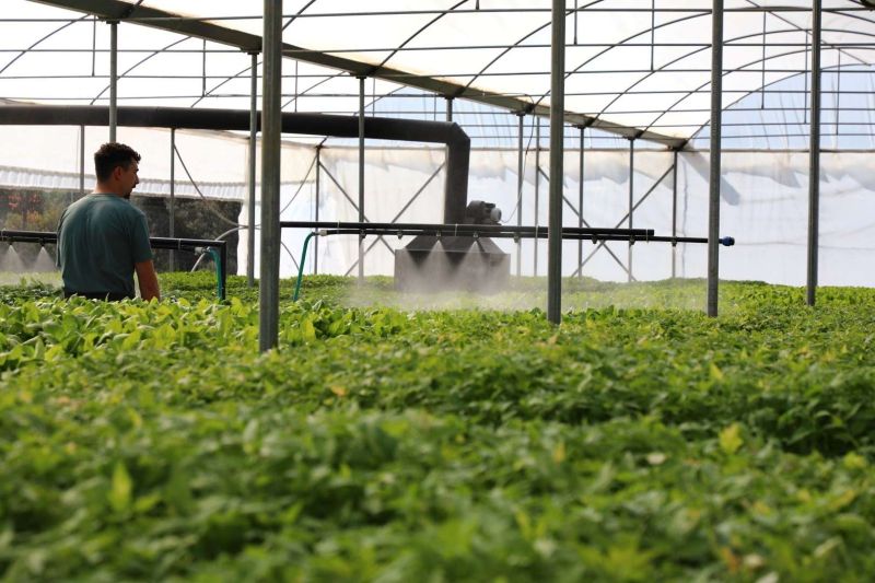 GROWING TOGETHER: BODRUM STRENGTHENS FARMERS WITH FREE PLANTS