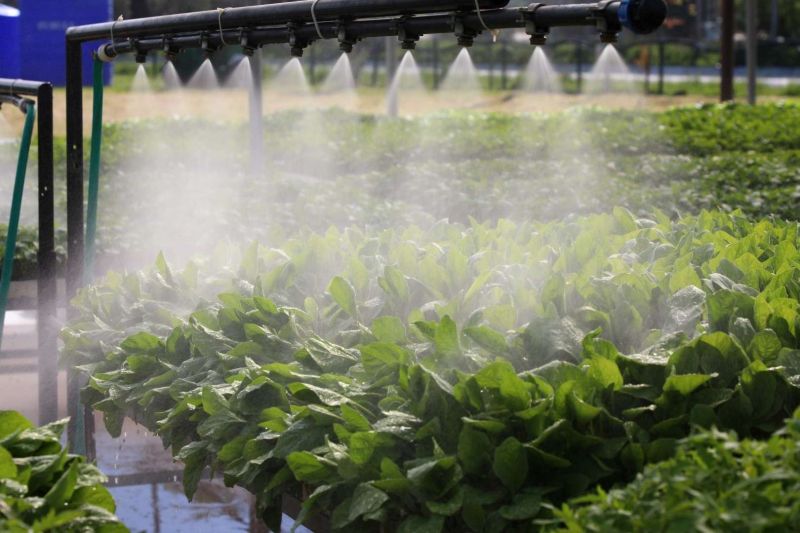 GROWING TOGETHER: BODRUM STRENGTHENS FARMERS WITH FREE PLANTS