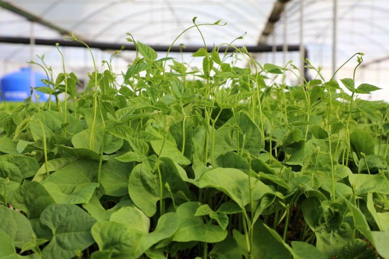GROWING TOGETHER: BODRUM STRENGTHENS FARMERS WITH FREE PLANTS