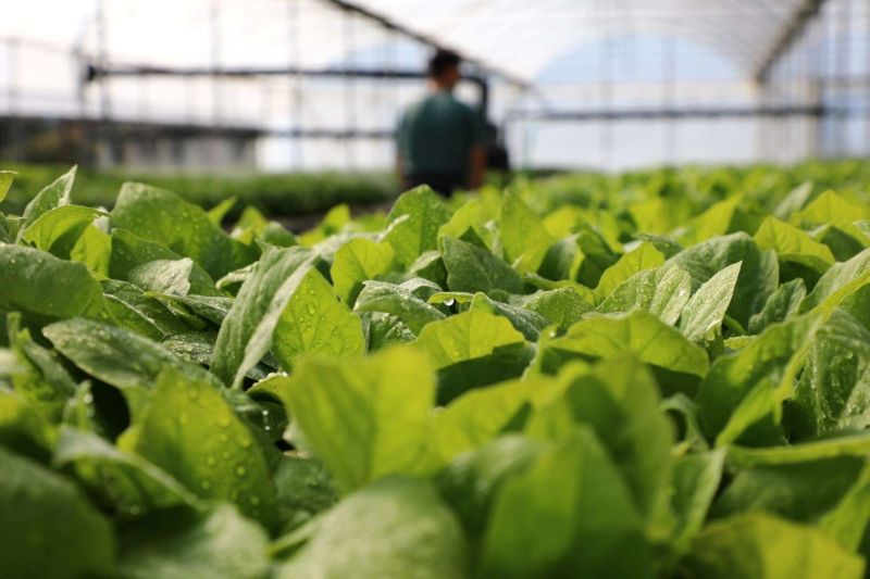 GROWING TOGETHER: BODRUM STRENGTHENS FARMERS WITH FREE PLANTS