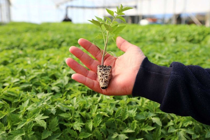 GROWING TOGETHER: BODRUM STRENGTHENS FARMERS WITH FREE PLANTS