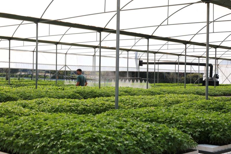GROWING TOGETHER: BODRUM STRENGTHENS FARMERS WITH FREE PLANTS