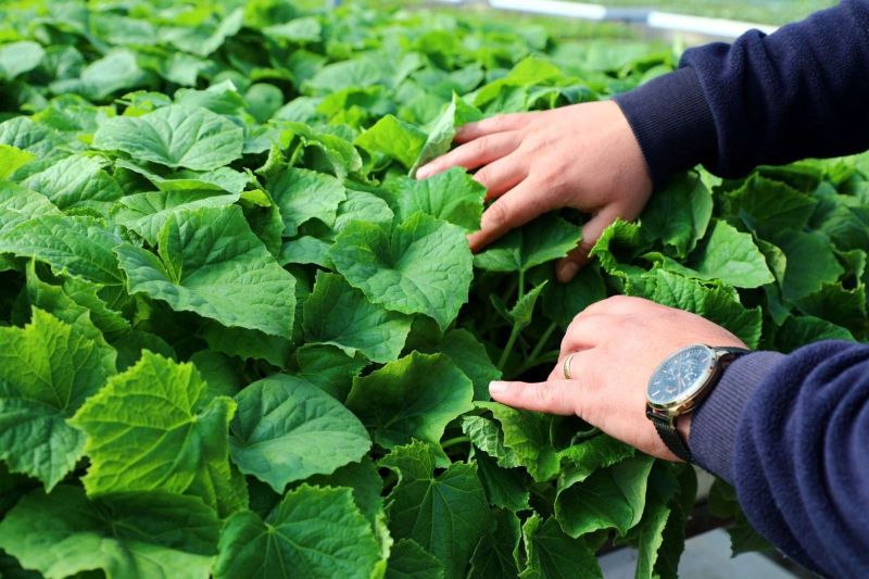 GROWING TOGETHER: BODRUM STRENGTHENS FARMERS WITH FREE PLANTS