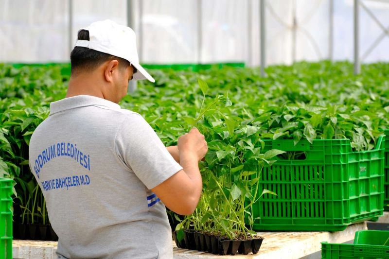 BODRUM PLANTS SEEDS OF SUSTAINABILITY WITH MASSIVE SEEDLING GIVEAWAY