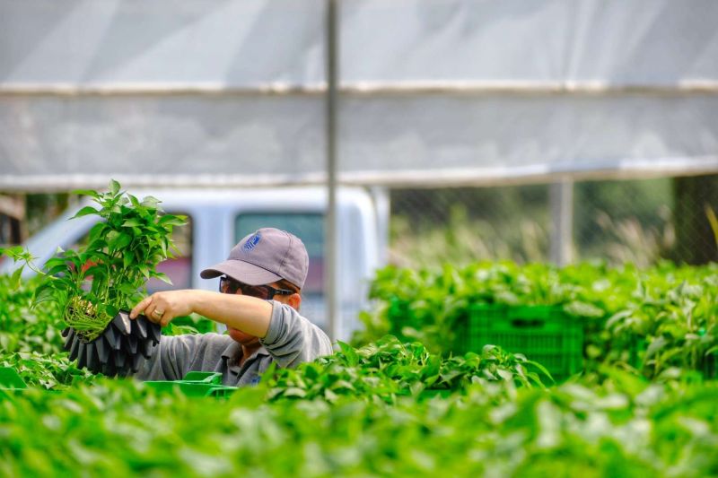 BODRUM PLANTS SEEDS OF SUSTAINABILITY WITH MASSIVE SEEDLING GIVEAWAY