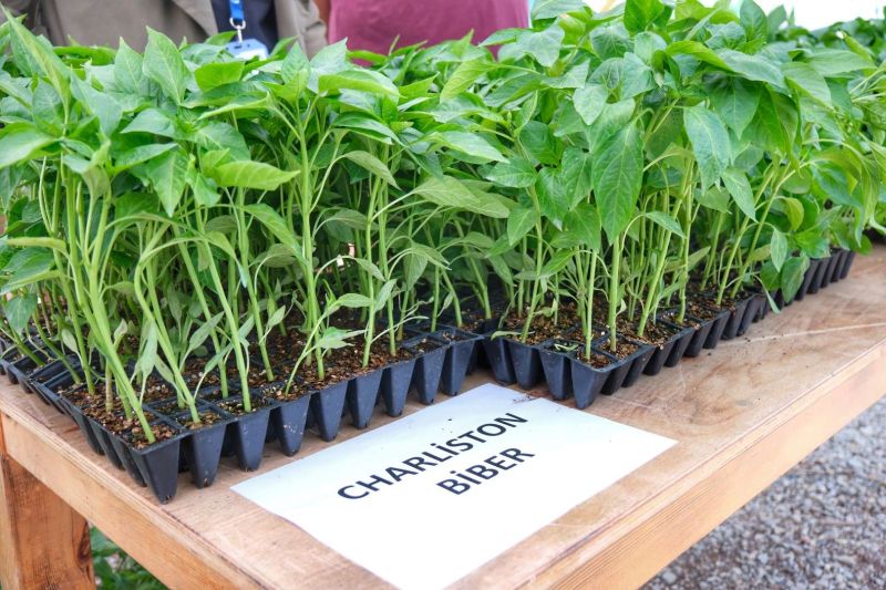BODRUM PLANTS SEEDS OF SUSTAINABILITY WITH MASSIVE SEEDLING GIVEAWAY