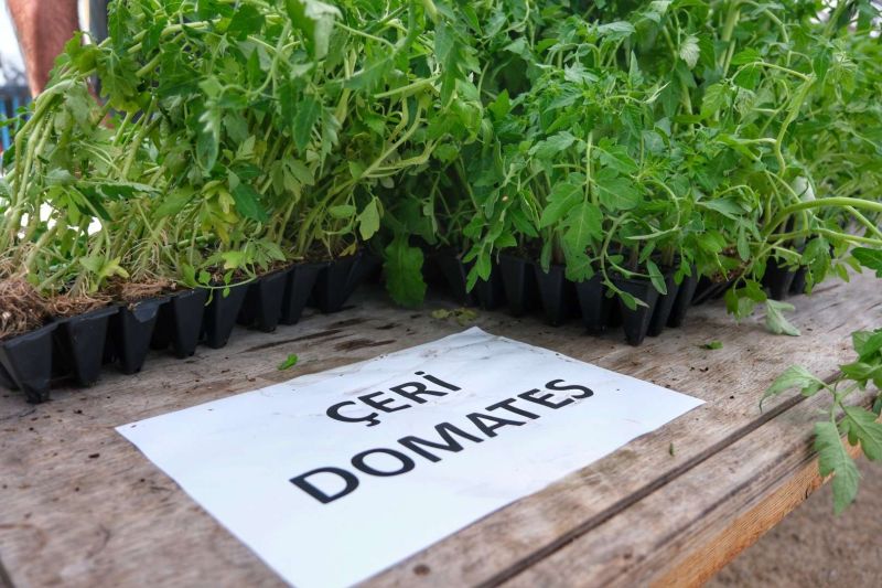 BODRUM PLANTS SEEDS OF SUSTAINABILITY WITH MASSIVE SEEDLING GIVEAWAY