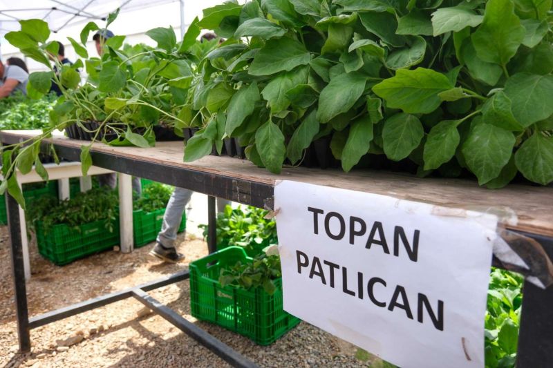 BODRUM PLANTS SEEDS OF SUSTAINABILITY WITH MASSIVE SEEDLING GIVEAWAY