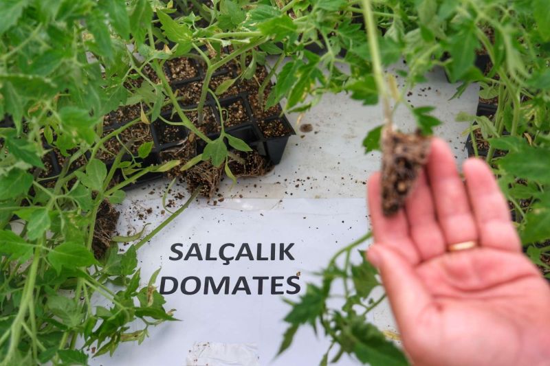 BODRUM PLANTS SEEDS OF SUSTAINABILITY WITH MASSIVE SEEDLING GIVEAWAY