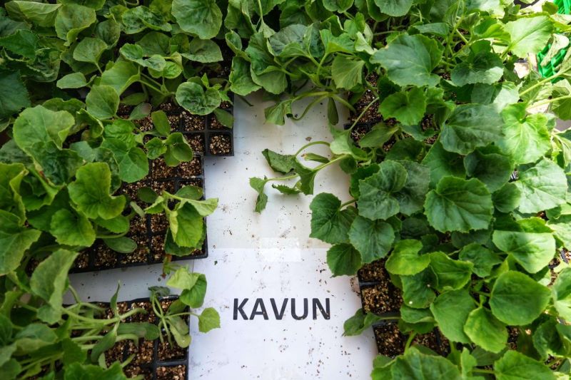 BODRUM PLANTS SEEDS OF SUSTAINABILITY WITH MASSIVE SEEDLING GIVEAWAY