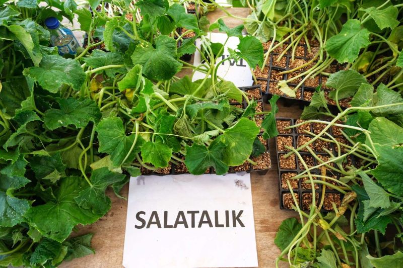 BODRUM PLANTS SEEDS OF SUSTAINABILITY WITH MASSIVE SEEDLING GIVEAWAY