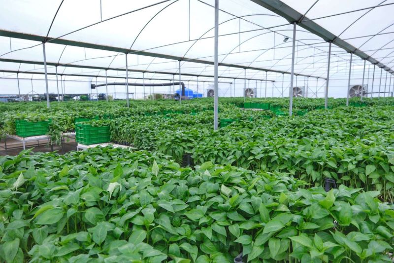 BODRUM PLANTS SEEDS OF SUSTAINABILITY WITH MASSIVE SEEDLING GIVEAWAY