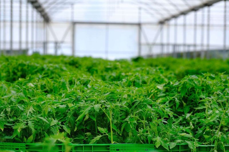 BODRUM PLANTS SEEDS OF SUSTAINABILITY WITH MASSIVE SEEDLING GIVEAWAY