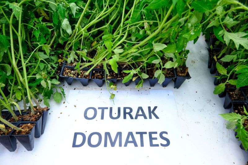 BODRUM PLANTS SEEDS OF SUSTAINABILITY WITH MASSIVE SEEDLING GIVEAWAY