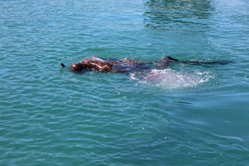BODRUM’UN ENGİN MAVİLİĞİNDE TEMİZLİK SÜRÜYOR