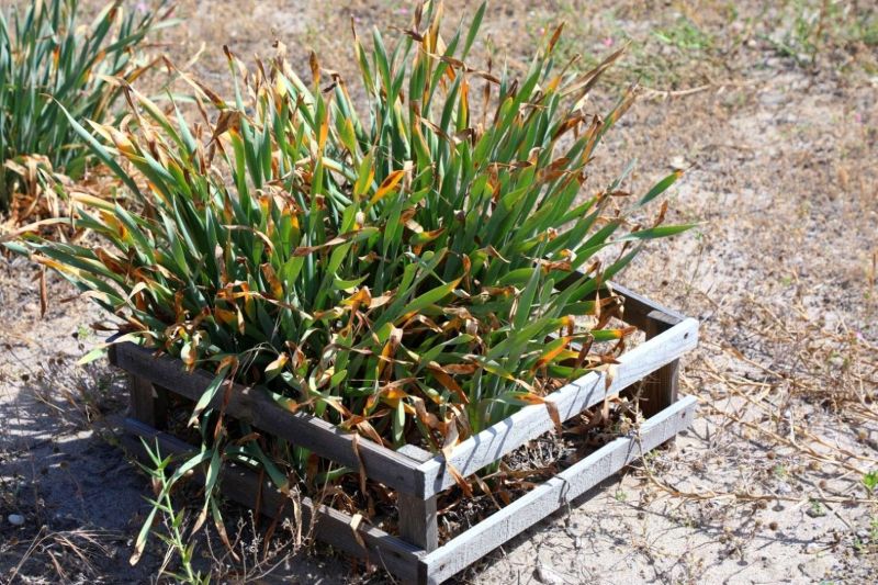 BELEDİYEDEN ÖĞRENCİLERE KUM ZAMBAĞI FARKINDALIK ETKİNLİĞİ