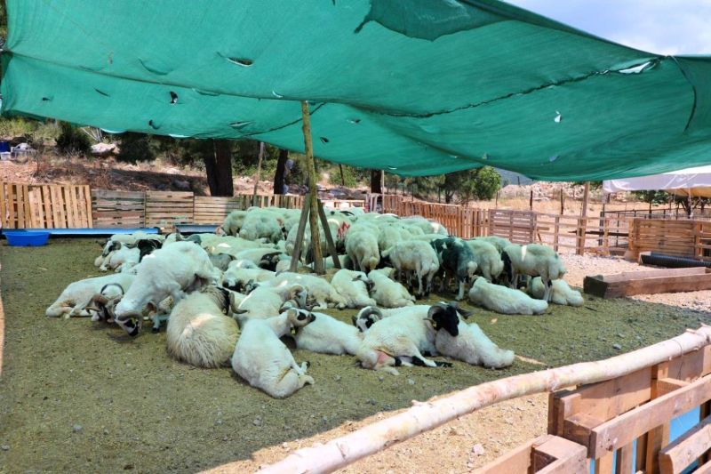 EID IN BODRUM: CLEAN, SAFE & UNITED