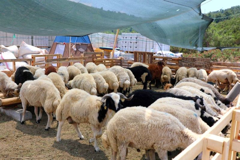 EID IN BODRUM: CLEAN, SAFE & UNITED