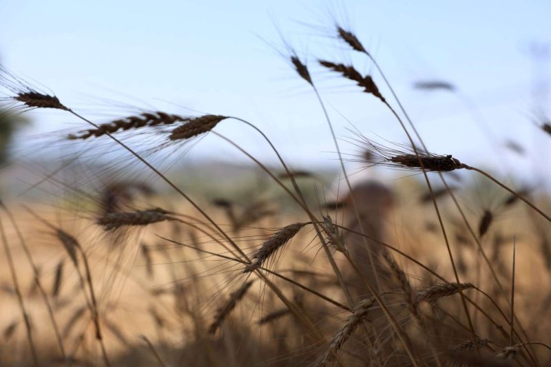 BELEDİYEDEN ÜÇ BUÇUK TON BUĞDAY HASADI