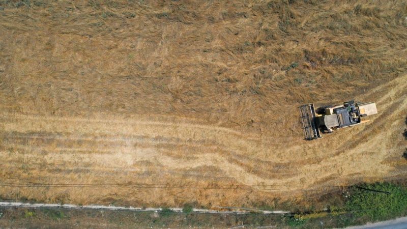 BELEDİYEDEN ÜÇ BUÇUK TON BUĞDAY HASADI