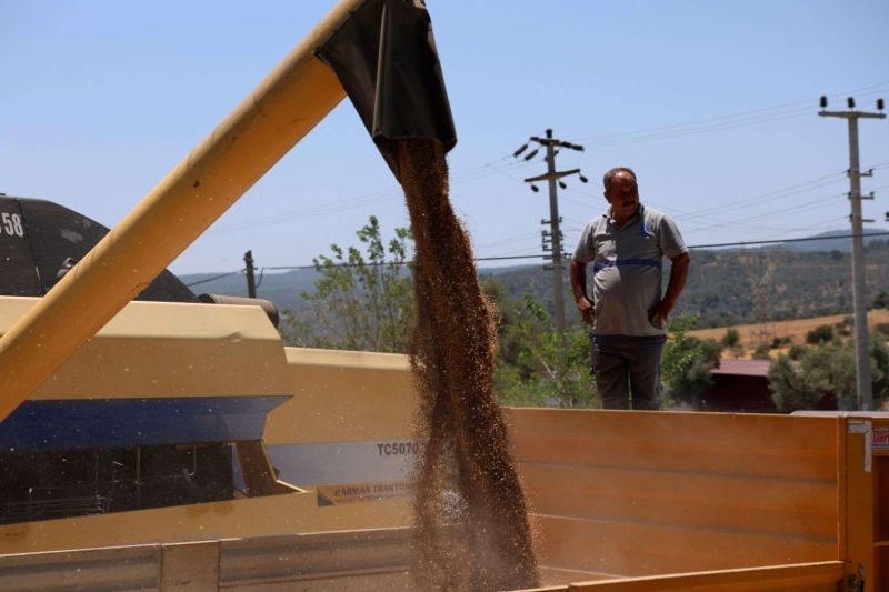 BELEDİYEDEN ÜÇ BUÇUK TON BUĞDAY HASADI