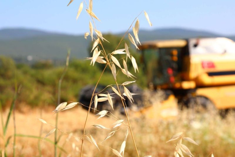 BELEDİYEDEN ÜÇ BUÇUK TON BUĞDAY HASADI