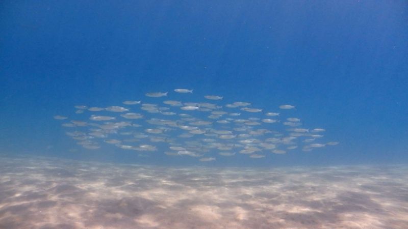 168 KILOS OF WASTE REMOVED FROM GÜNDOĞAN SEABED
