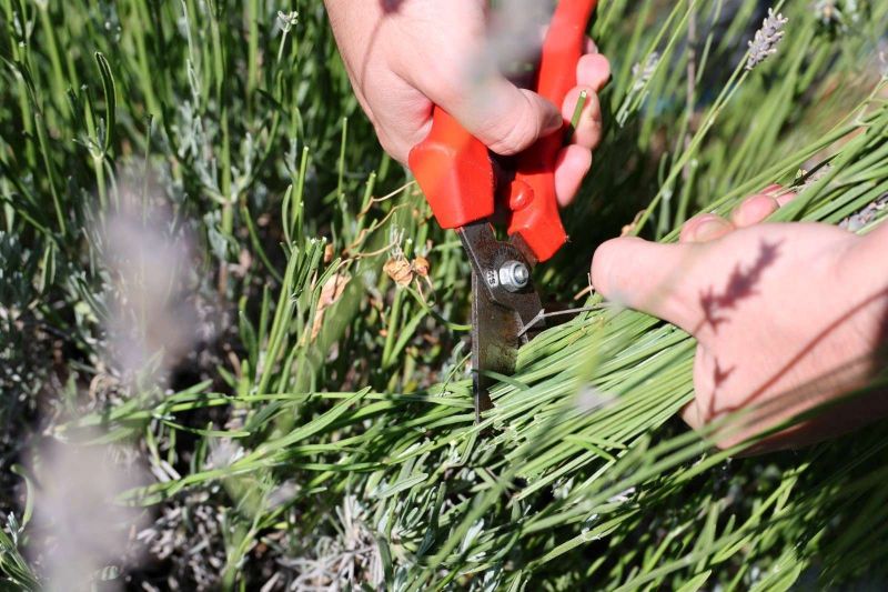 BODRUM WELCOMES YOUNG FARMERS FOR SUMMER AGRO-CULTURAL CAMP