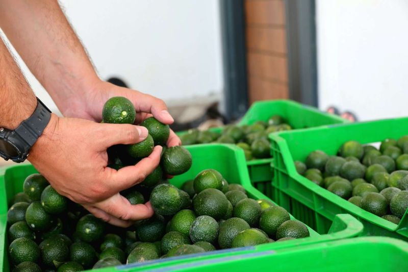 YEŞİL BODRUM MANDALİNİ MARKETLERDE VE BELEDİYE KAFELERDE VATANDAŞLA BULUŞUYOR