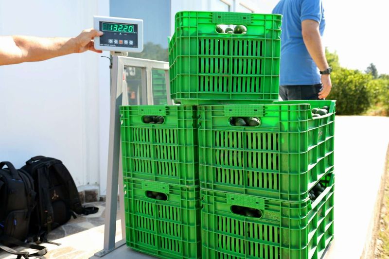 YEŞİL BODRUM MANDALİNİ MARKETLERDE VE BELEDİYE KAFELERDE VATANDAŞLA BULUŞUYOR