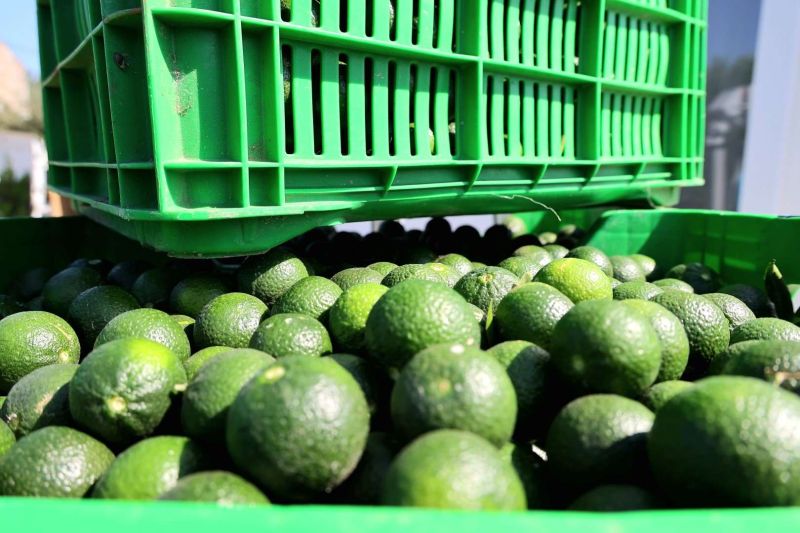 YEŞİL BODRUM MANDALİNİ MARKETLERDE VE BELEDİYE KAFELERDE VATANDAŞLA BULUŞUYOR