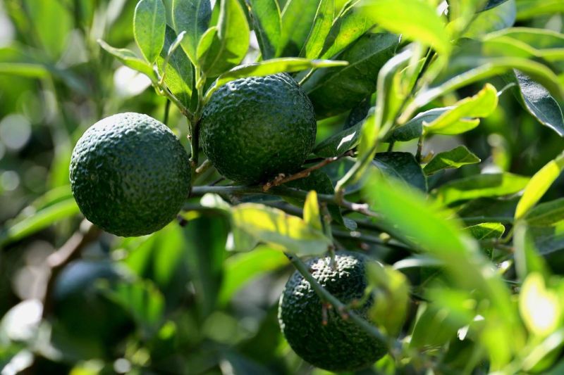 YEŞİL BODRUM MANDALİNİ MARKETLERDE VE BELEDİYE KAFELERDE VATANDAŞLA BULUŞUYOR