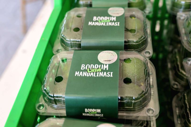 YEŞİL BODRUM MANDALİNİ MARKETLERDE VE BELEDİYE KAFELERDE VATANDAŞLA BULUŞUYOR