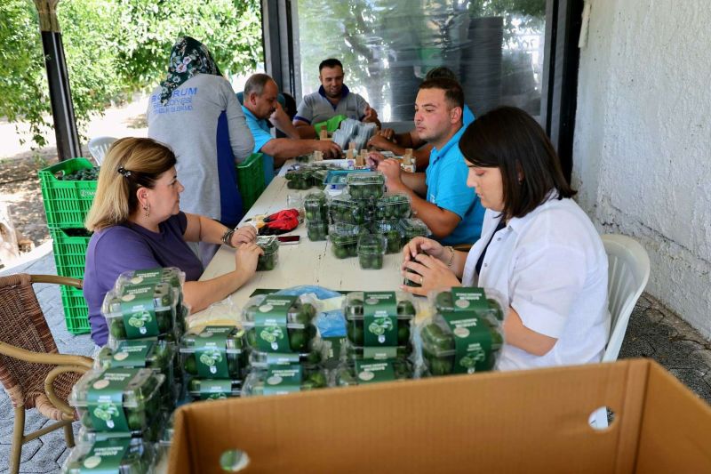 YEŞİL BODRUM MANDALİNİ MARKETLERDE VE BELEDİYE KAFELERDE VATANDAŞLA BULUŞUYOR