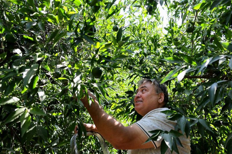 YEŞİL BODRUM MANDALİNİ MARKETLERDE VE BELEDİYE KAFELERDE VATANDAŞLA BULUŞUYOR