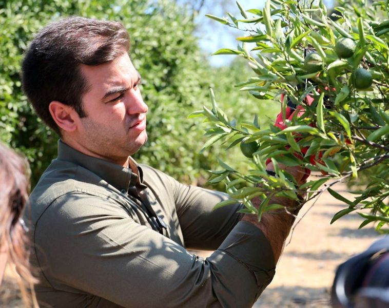 YEŞİL BODRUM MANDALİNİ MARKETLERDE VE BELEDİYE KAFELERDE VATANDAŞLA BULUŞUYOR