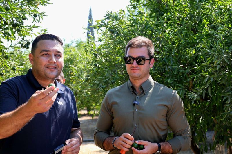 YEŞİL BODRUM MANDALİNİ MARKETLERDE VE BELEDİYE KAFELERDE VATANDAŞLA BULUŞUYOR