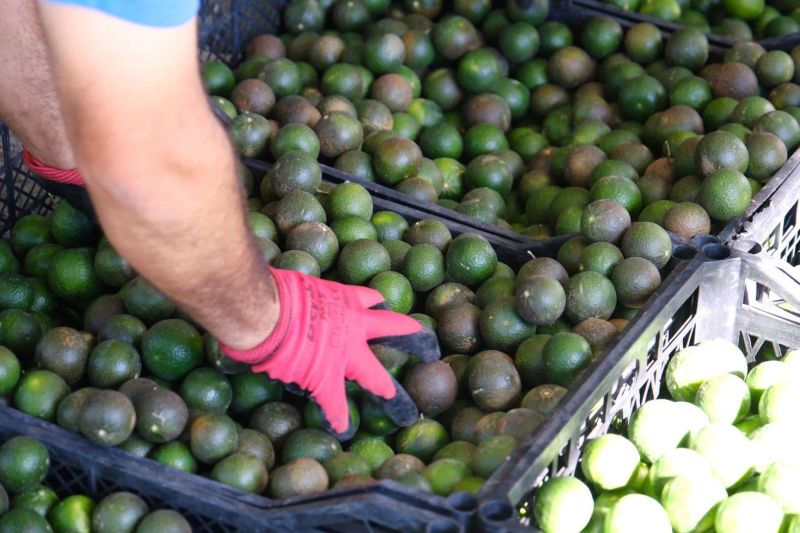 GREEN BODRUM MANDARINS REACH EVERY CORNER OF TÜRKİYE
